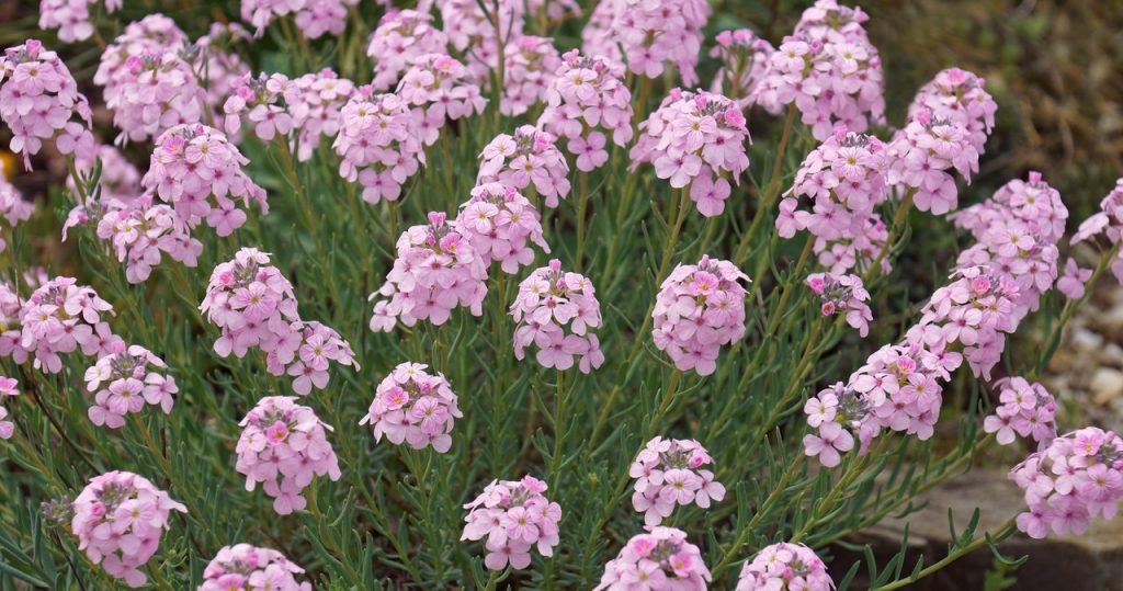 Es ist sogar für einen inceptierten, trockenen Boden geeignet. Wird den Garten mit einem Teppich mit rosa Blumen dekorieren
