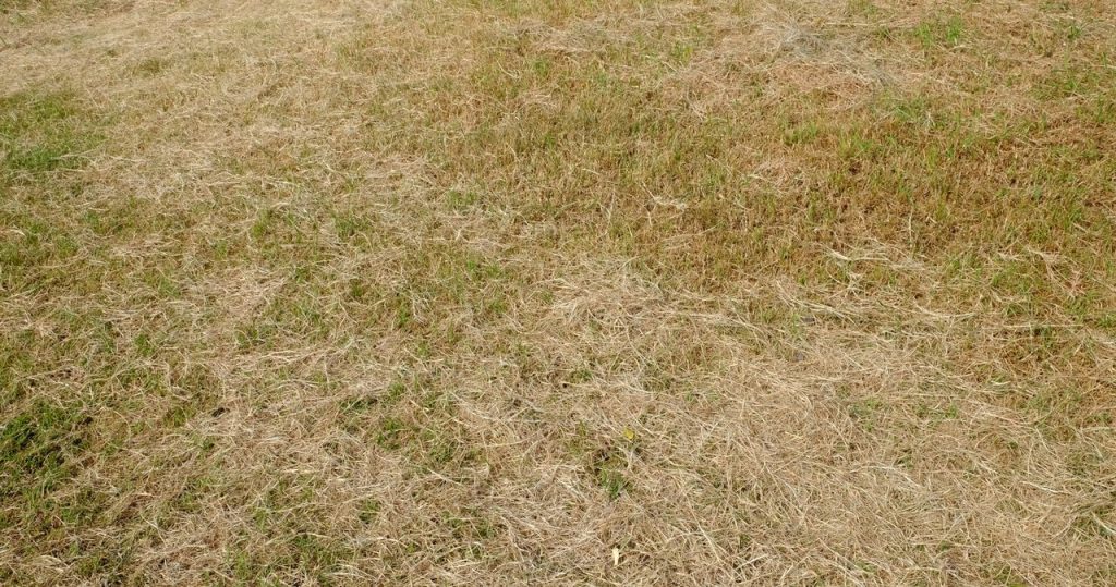Mach es diese Woche mit dem Rasen. Getrocknetes Gras wird sich schnell regenerieren