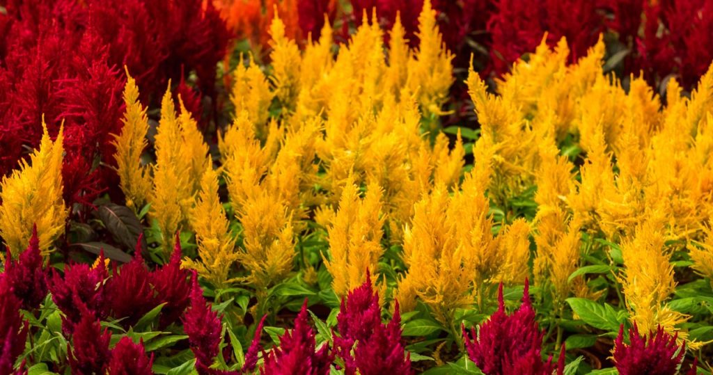 Sie sind noch schöner als Heather. Dieses Jahr pflanze ich sie im Garten und auf dem Balkon an