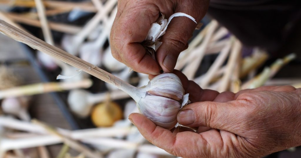 Schälen Sie Knoblauch? Wirf die Muscheln nicht weg, mach es einfach und die Pflanzen werden wie Hefe wachsen