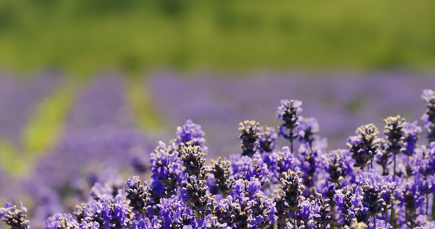Ein wichtiger Begriff für Lavendel ist sich näher. Verpassen Sie dieses Verfahren nicht, wenn Sie möchten, dass sie üppig blüht