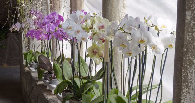 Machen Sie das auch mit einer Orchidee? Deshalb wird sie nicht blühen