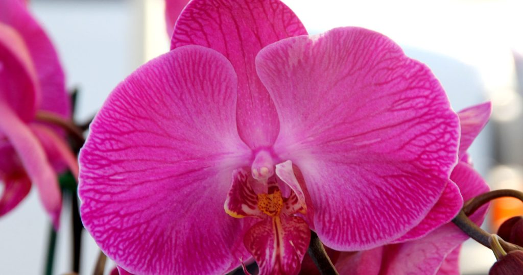 Die Orchidee liebt dieses Gewürz. Er wird ihn auch nach solidem Schuppen auf die Füße legen