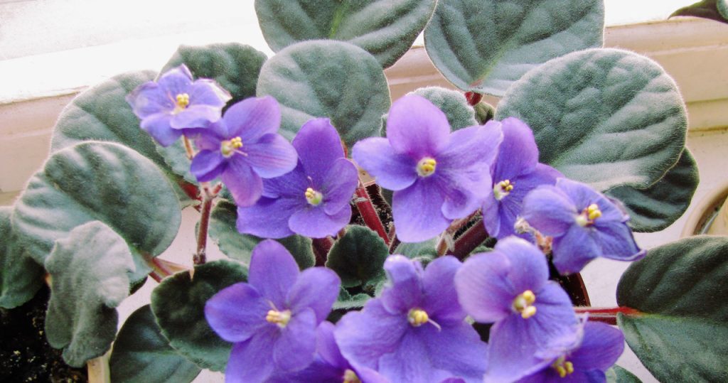 Gießen Sie Ihre Veilchen nach dem Sommer damit. Sie werden sehen, wie schnell sie mit Blüten übersät sind