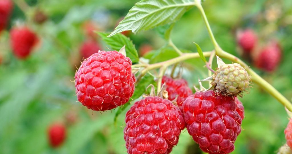 Mach es mit Himbeeren im September. Sie sammeln die Früchte mit ganzen Schubkarren