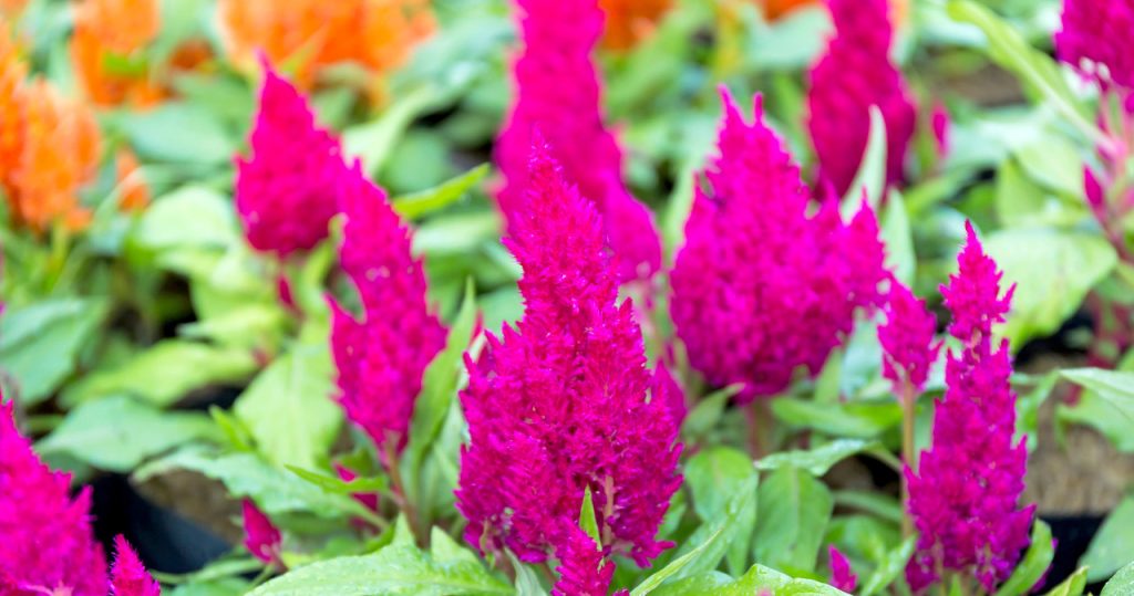 Möchten Sie, dass der Garten im November in Blumen sinkt? Stellen Sie sicher, dass Sie diese Pflanzen pflanzen