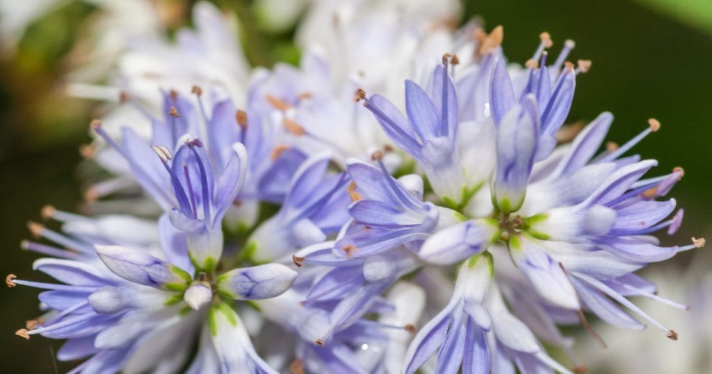 Sie haben keine Hand für Hortensie? Diese Pflanze ist ebenso schön und leichter zu wachsen