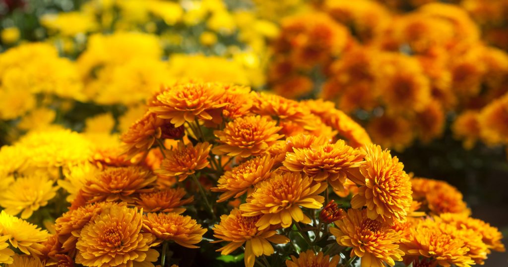 Mach es mit Chrysanthemen in Töpfen. Sie werden dem Auge fast bis Dezember gefallen