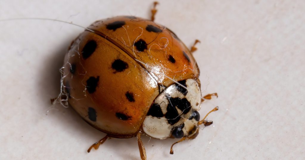 Asya Ladybugs eve mi itiyor? Davetsiz konuklardan böyle kurtulursunuz