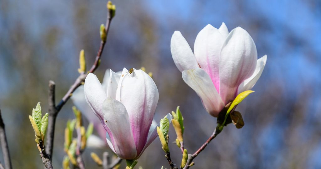 Dies ist die beste Zeit, um Magnolien zu pflanzen. Verpassen Sie sie nicht, wenn Sie einen schönen Garten haben wollen