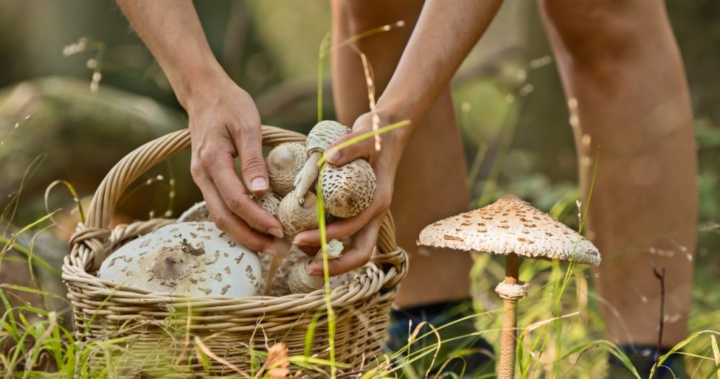 Polonya’daki en lezzetli mantarlar devam ediyor. Burada en çok bulacaksın