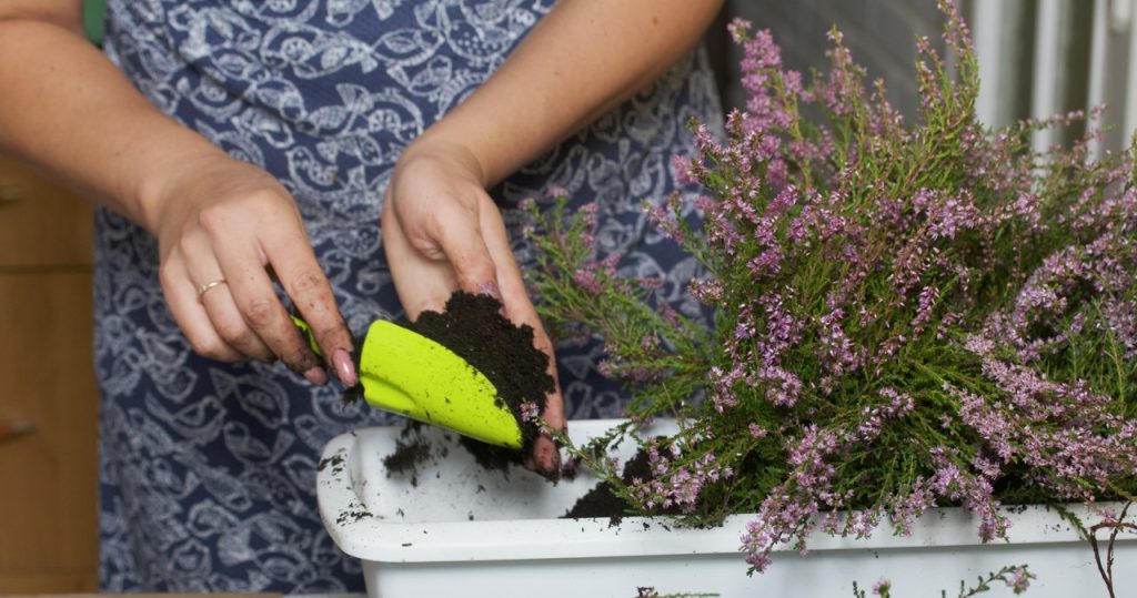 Hast du Heathers in einem Topf gekauft? Mach es nach nach Hause, sonst sterben sie schnell