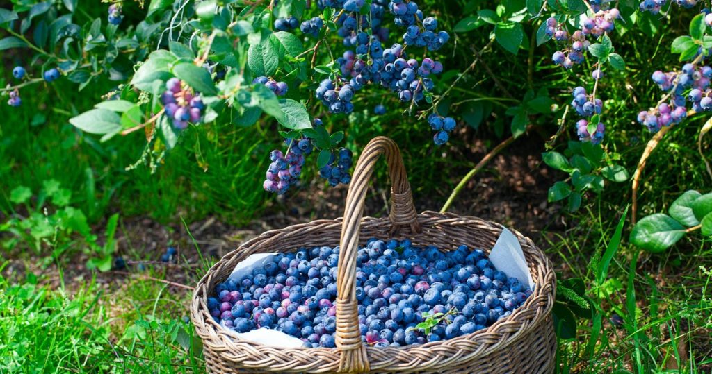 Ich bestreuen immer die Blaubeeren im September. Es gibt nicht so viele Früchte in der Gegend