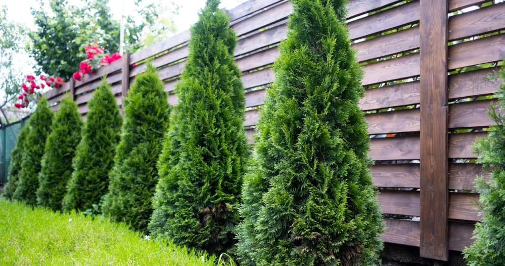Mach es im September ohne zu zögern mit dem Thuja. Andernfalls können sie den Winter nicht überleben