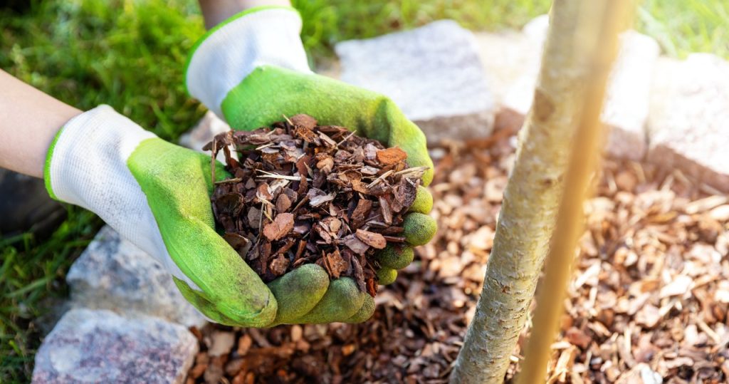 Zeit für Herbstmulching des Bodens. Die Handlung enthüllte, wie es gut geht