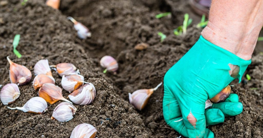 Sie haben den größten Knoblauch in der Gegend. Alles was Sie tun müssen, ist es innerhalb dieser Zeit zu pflanzen
