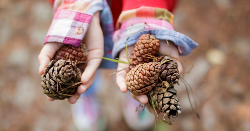 Bringen Sie vom Spaziergang und nehmen Sie es in den Garten. Sie werden überrascht sein, was sie Ihnen helfen werden