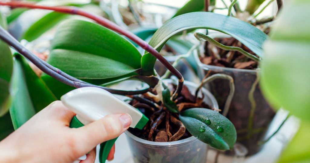 Reiben Sie die Blätter der Orchidee damit ein. Sie werden gesund und glänzend wie eh und je sein.