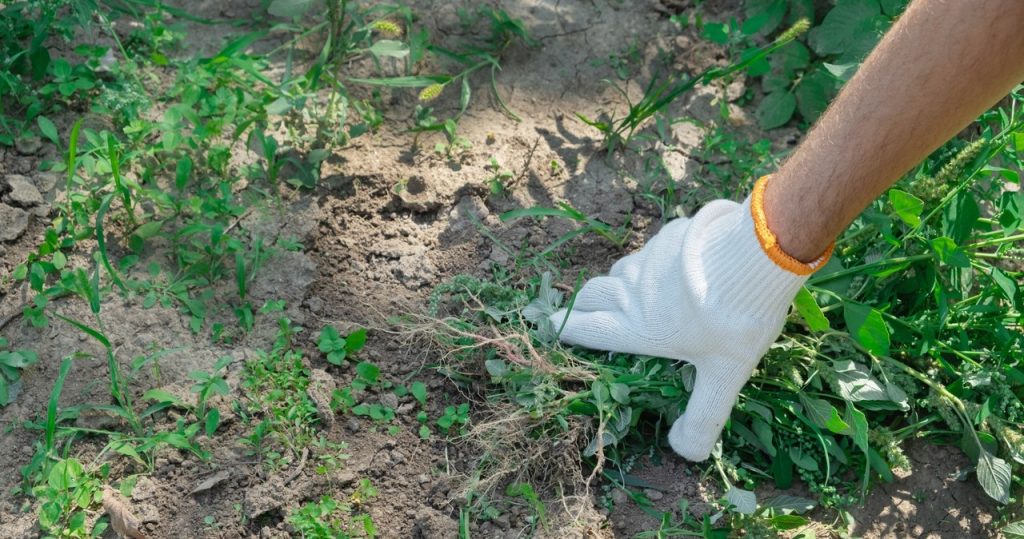 Die Mutter -In -Law macht es immer im Herbst im Garten. Es gibt kein einziges Unkraut im Frühling