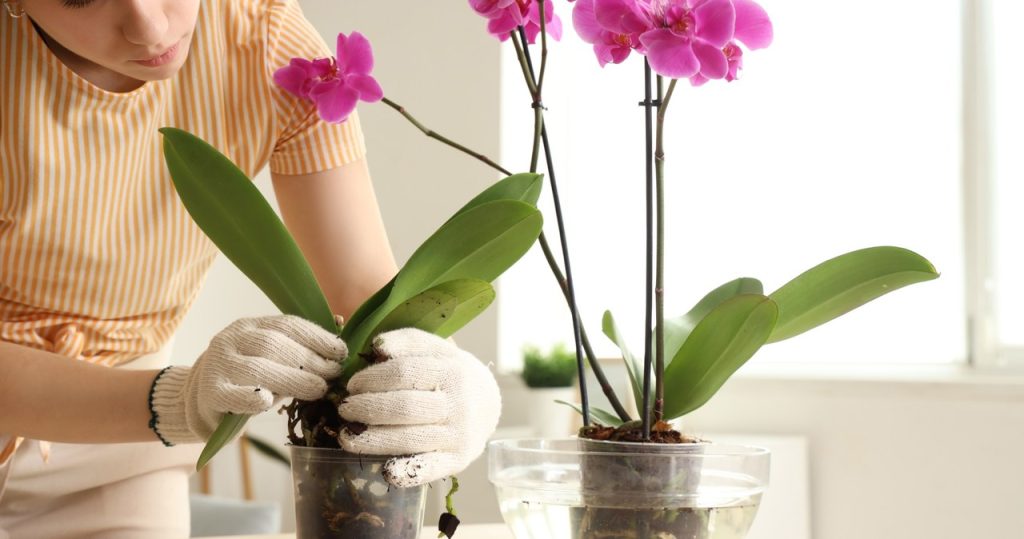 Sie können 2 -mal mehr Orchideen haben, ohne Geld auszugeben. Es ist sehr einfach