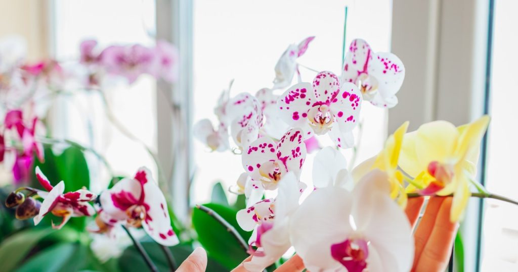 Die Orchidee kann zum zweiten und dritten Mal blühen. Tun Sie es einfach