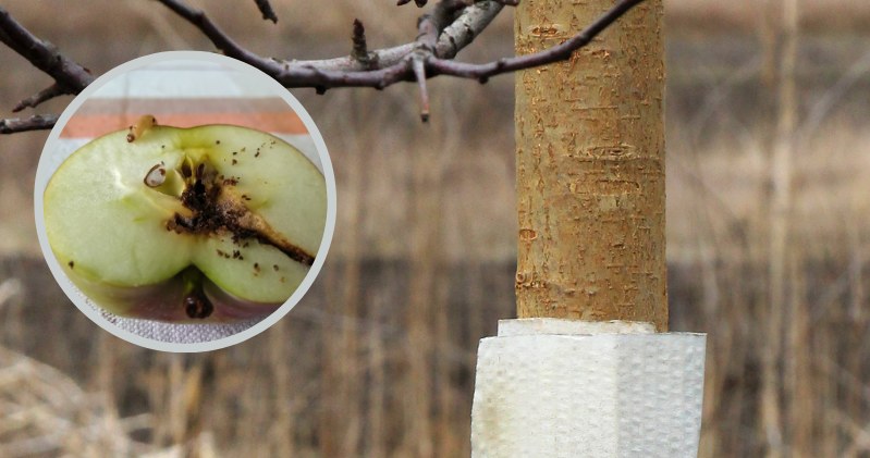 Mach es mit Jabłonia im September. Sie schützen es vor Schädlingen und haben viel Obst