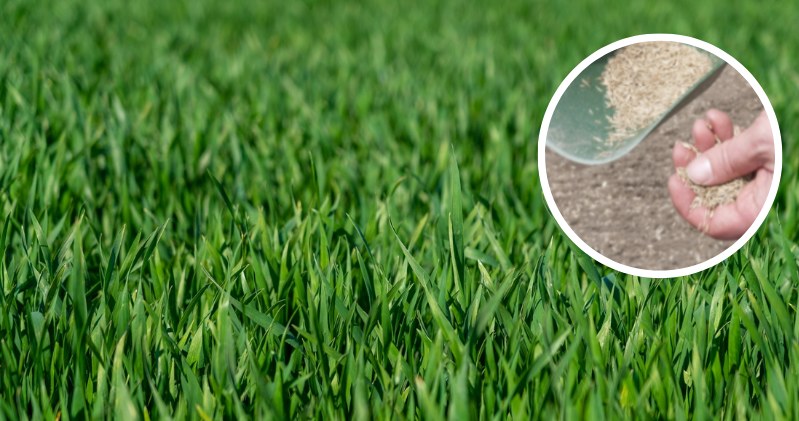 Der beste Zeitpunkt für die Aussaat von Gras rückt näher. Verpassen Sie ihn nicht, wenn Sie einen dichten Rasen haben wollen