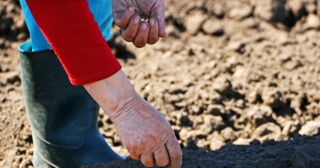 Stellen Sie sicher, dass Sie sie im September bekommen. Sie können vor dem Winter Pflanzen sammeln