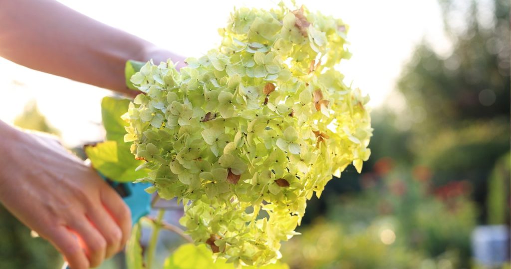 Mach es mit Hortensien im September. Im Frühjahr ertrinken der Garten in Blumen
