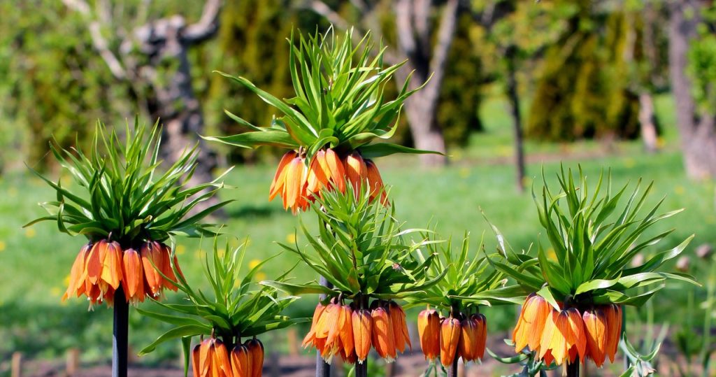 Im Herbst sollten Sie die Pflanze unbedingt in den Garten pflanzen. Sie sieht schön aus und vertreibt Schädlinge
