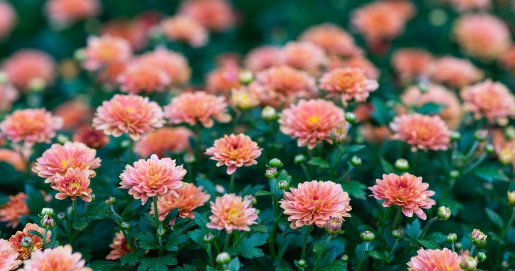 Chrysanthemen blühen nicht? Alles was Sie tun müssen, ist es zu ändern und Knospen werden schnell erscheinen