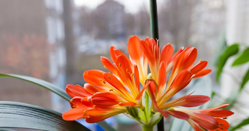 Noch hübscher als eine Orchidee, und sie duftet herrlich. Stell sie auf die Fensterbank
