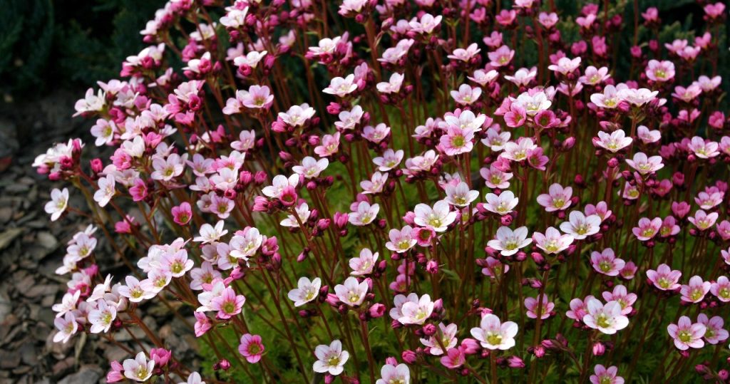 Pflanzen Sie sie unbedingt im September zurück. Im Frühjahr wird Ihr Garten mit Blumen übersät sein