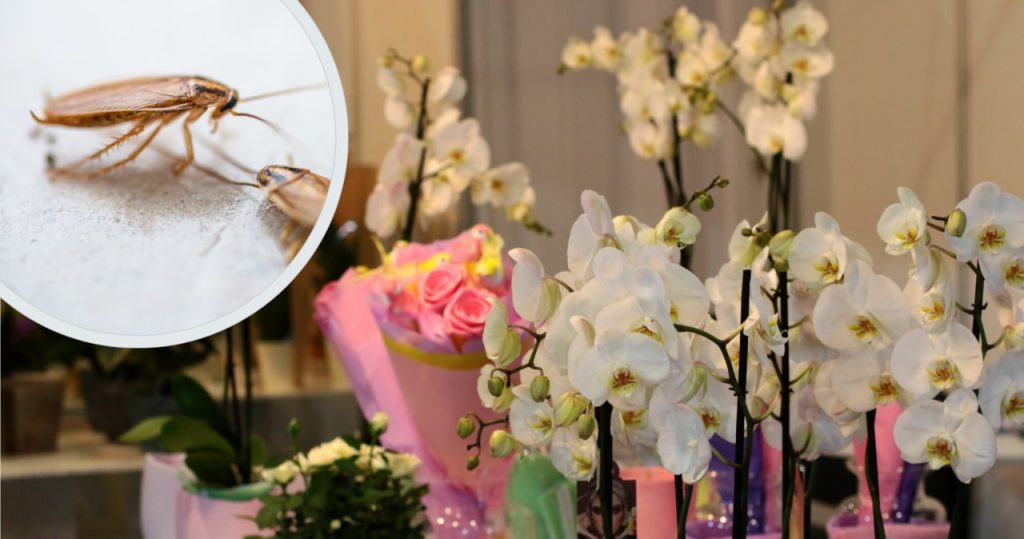 Diese Topfpflanzen ziehen Kakerlaken an. Viele von uns haben sie in der Wohnung