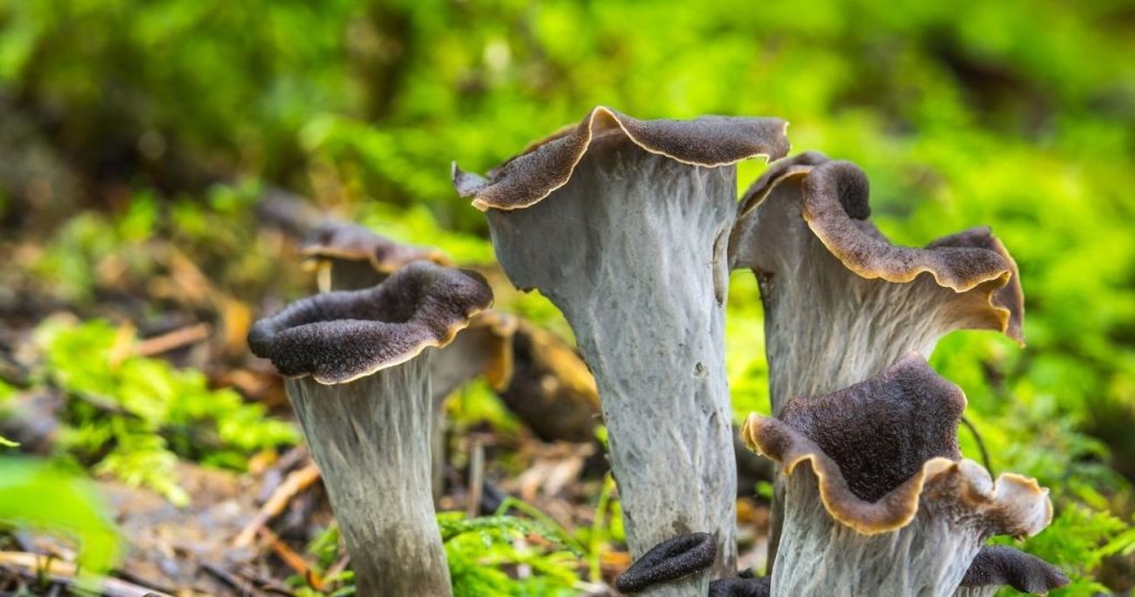 Kırık Chanterelles gibi görünüyorlar. Neredeyse kimse onları toplamıyor ama çok lezzetli