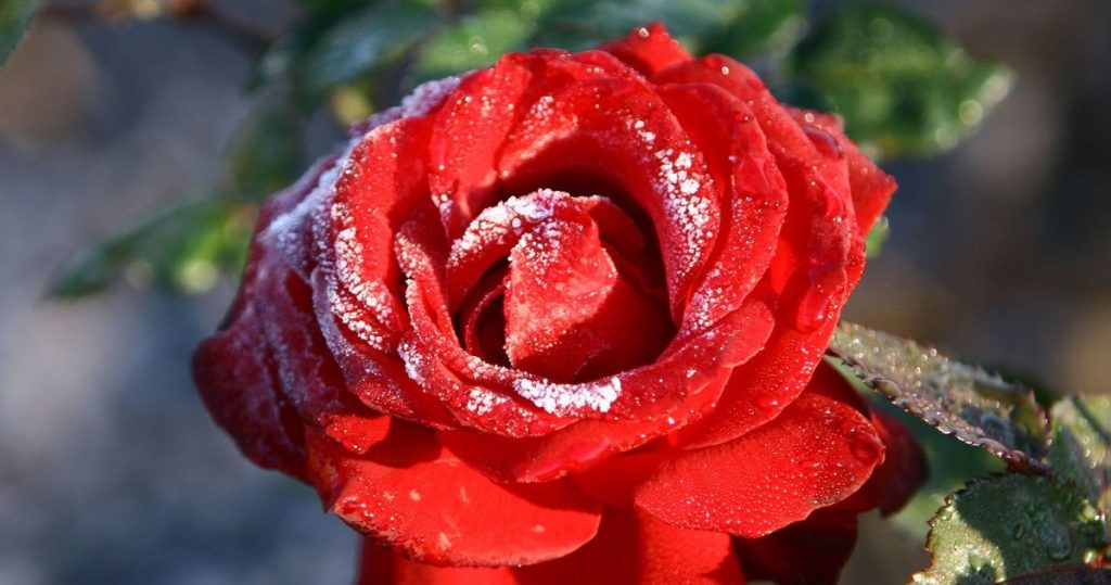 Mein Onkel macht das im Oktober mit Rosen. Während der Saison sind die Büsche voller Blumen