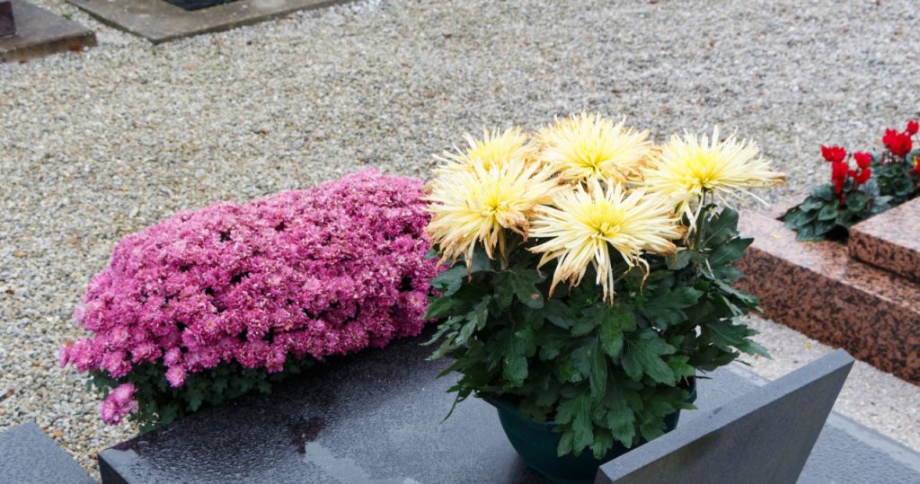Kaufen Sie an Allerheiligen statt Chrysanthemen. Sie bleiben bis zu doppelt so lange