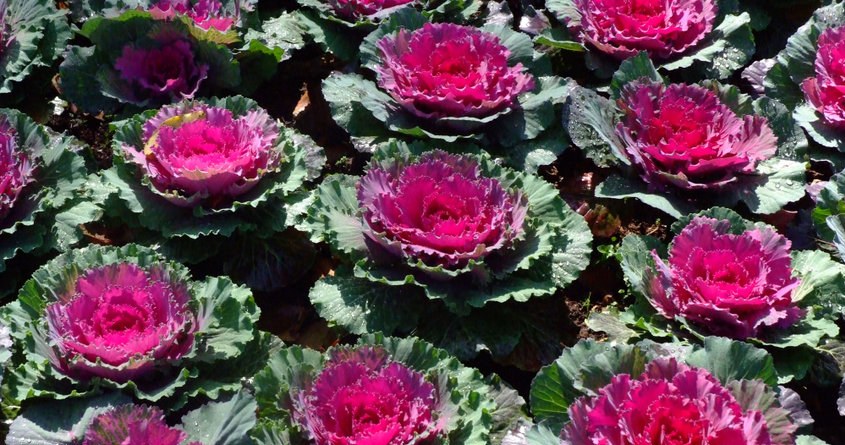 Chrysanthemen sind ein Relikt. Im Jahr 2025 werden diese Blumen ein Hit auf Gräbern sein