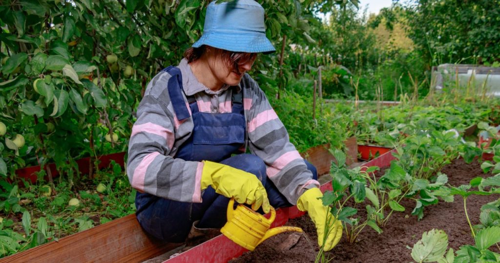 Dies ist der letzte Moment, um sich um Ihre Erdbeeren zu kümmern. Tun Sie dies im Oktober und Sie werden reichlich Obst haben
