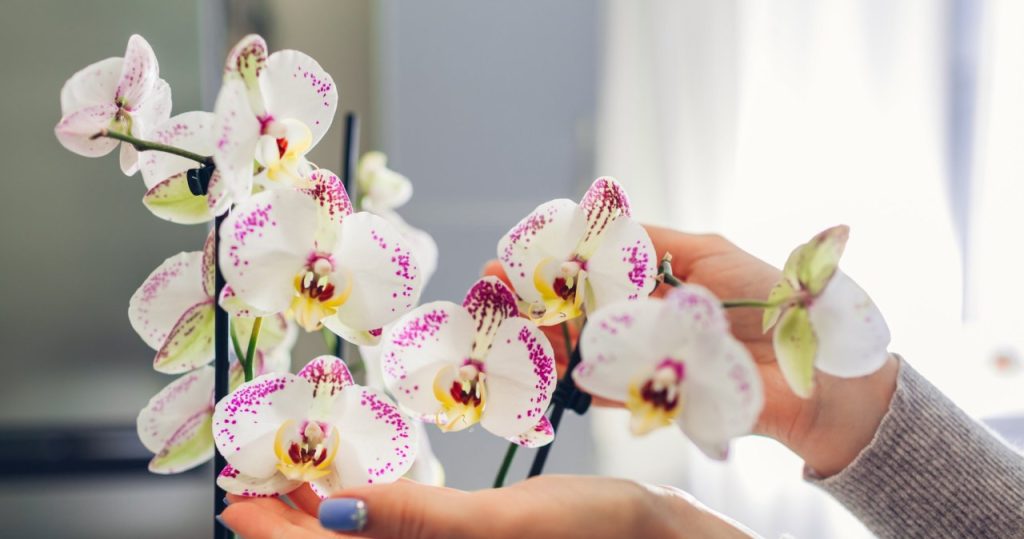 Hat Ihre Orchidee geblüht? Schneiden Sie sie genau an der Stelle und sie wird viele Knospen treiben