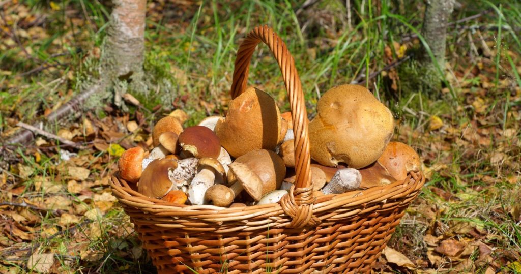 Aşağı Silezya’da mantar nereden alınır? Bu ormanlar Chanterelles ve Porcini mantarlarıyla dolu