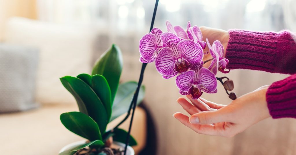 Gießen Sie Ihre Orchideen mit diesem Wasser. Die Blätter werden gesund und erhalten eine schöne Farbe