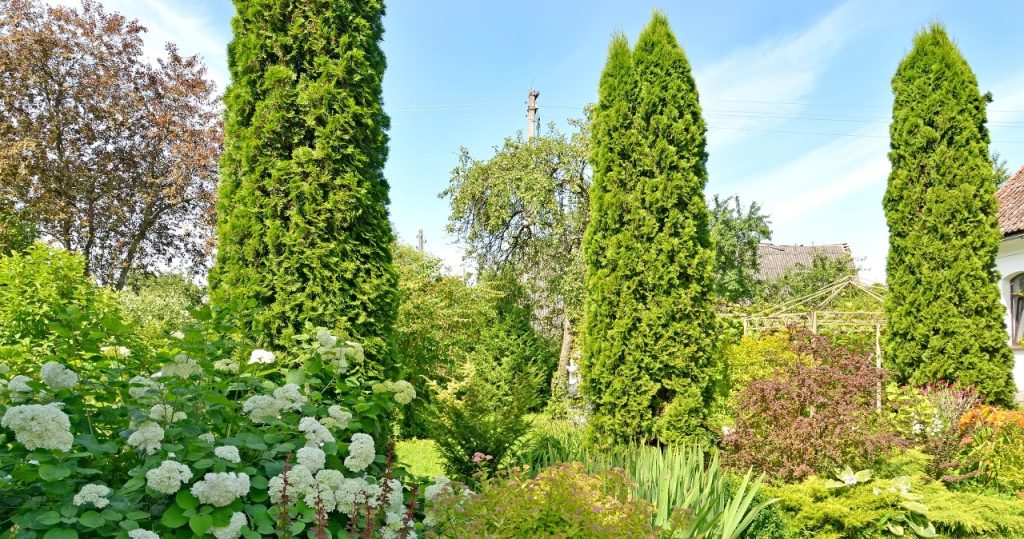 Dies ist der letzte Moment, um die Thuja zu beschneiden. Lassen Sie sich dieses Datum nicht entgehen