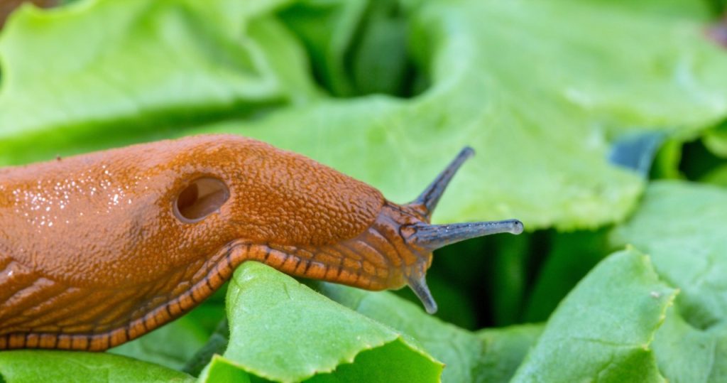 Tun Sie dies mit der Erde in Ihrem Garten. Im Frühling wird es keine einzige Schnecke geben