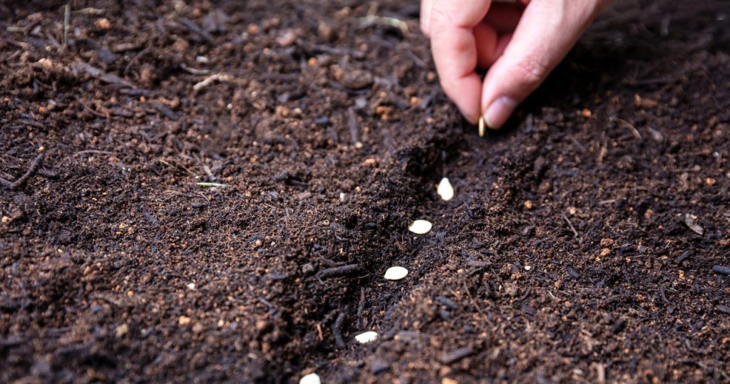 Säen Sie dieses Gemüse im Oktober. Sie beschleunigen die Ernte um bis zu einen Monat