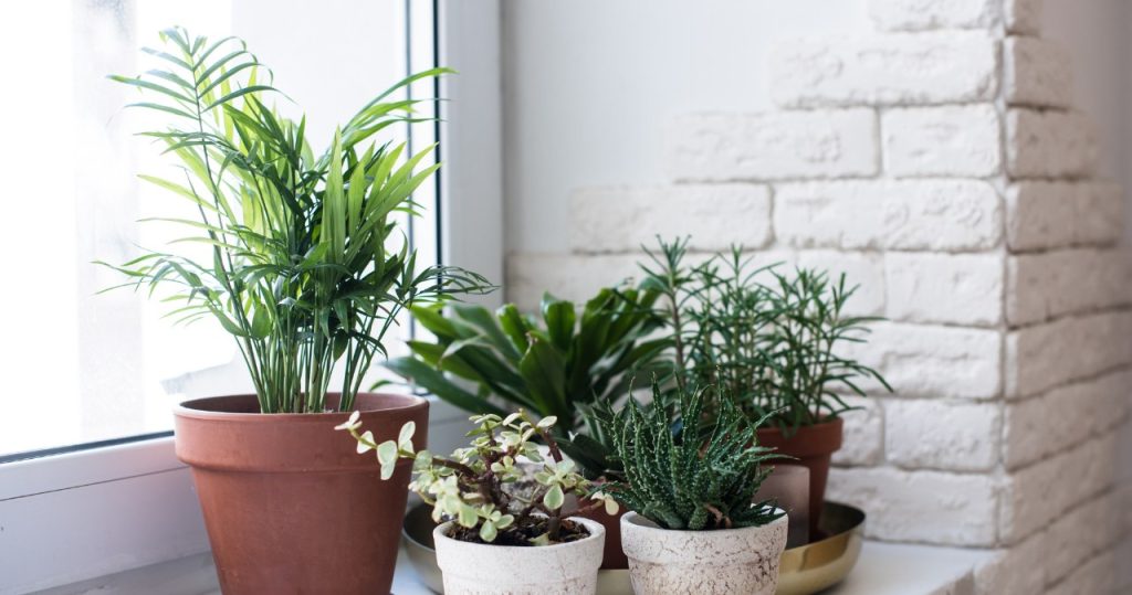 Möchten Sie gesunde und schöne Blumen haben? Einfach in einen Topf geben