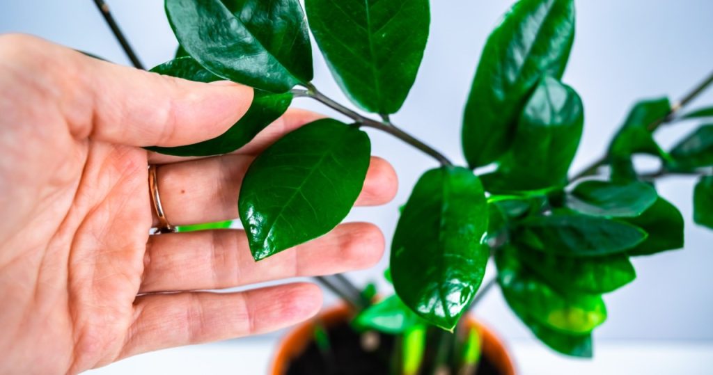Geben Sie einen Teil davon in die Zimtstangen und den Rest in den Topf. Zamioculcas werden es Ihnen mit neuen Blättern danken
