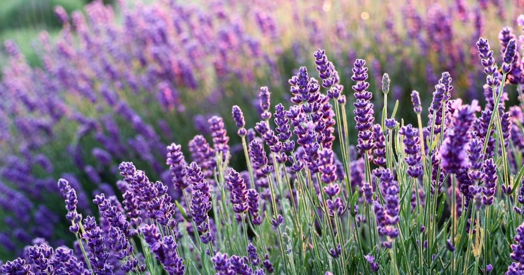 Möchten Sie, dass Lavendel den Winter übersteht? Diese Art ist frostbeständig