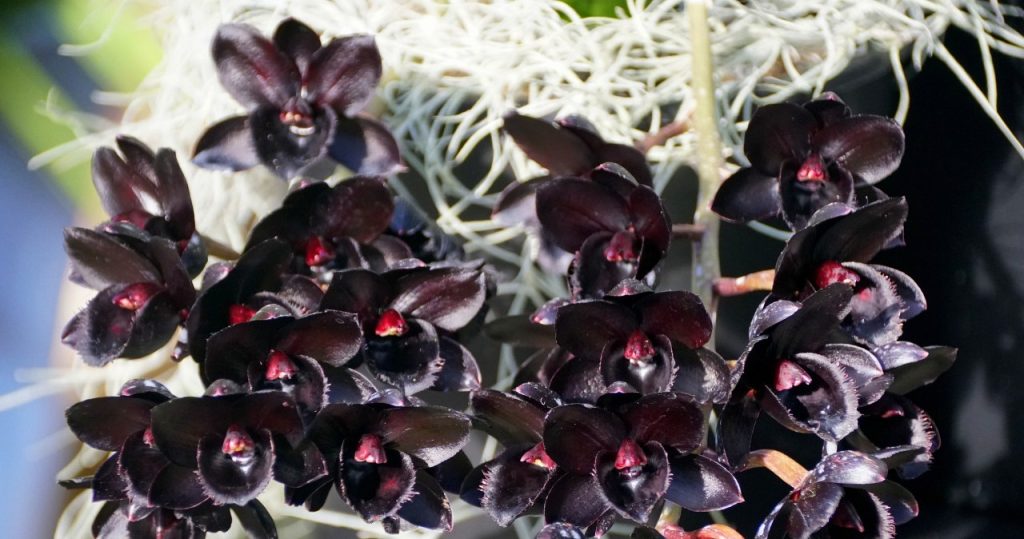 Nicht rosa oder weiß. Diese Orchidee ist ein echter Hit unter Blumen