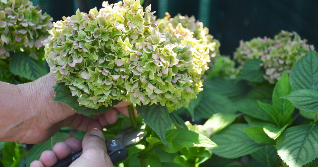 Schneiden Sie zu diesem Zeitpunkt Hortensien? Blumen können Sie im Frühling vergessen